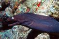 Murena (Muraena helena)