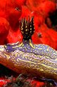 Doride dipinto (Hypselodoris picta)