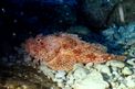 Scorfano rosso (Scorpaena scrofa)