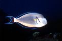 Pesce chirurgo (Acanthurus sohal)