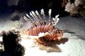 Pesce cobra (Pterois miles)