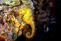 Cavalluccio marino (Hippocampus guttulatus)