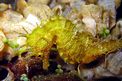 Cavalluccio marino (Hippocampus guttulatus)