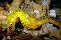 Cavalluccio marino (Hippocampus guttulatus)