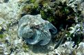 Polpo comune (Octopus vulgaris)