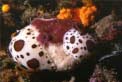 Vacchetta di mare (Discodoris atromaculata)