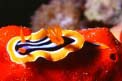 Nudibranchio pigiama (Chromodoris quadricolor)