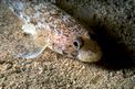 Ghiozzo geniporo (Gobius geniporus)