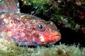 Ghiozzo boccarossa (Gobius cruentatus)