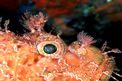 Scorfano rosso (Scorpaena scrofa)