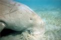 Dugongo (Dugong dugong)