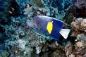 Pesce angelo maculato (Pomacanthus maculosus)