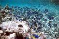 Pesce chirurgo (Acanthurus leucosternon)