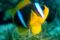 Pesce pagliaccio (Amphiprion bicinctus)