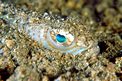 Tracina (Trachinus draco)