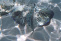 Pesce civetta (Dactylopterus volitans)