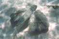 Pesce civetta (Dactylopterus volitans)