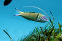 Donzella pavonina (Thalassoma pavo)