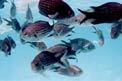 Castagnola (Chromis chromis)