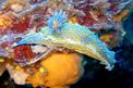 Doride dipinto (Hypselodoris picta)