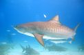 Squalo Tigre (Galeocerdo cuvier)