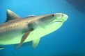 Squalo Tigre (Galeocerdo cuvier)