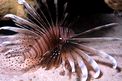 Pesce cobra (Pterois miles)