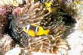 Pesce pagliaccio (Amphiprion bicinctus)