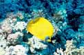 Pesce farfalla semimascherato (Chaetodon semilarvatus)