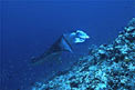 Manta (Manta birostris)