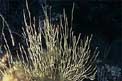 Gorgonia bianca (Eunicella singularis)