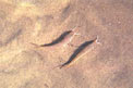 Triglia di fango (Mullus barbatus)