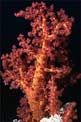 Alcionario (Dendronephthya sp.)