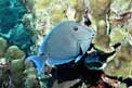 Pesce chirurgo blu (Acanthurus coeruleus)