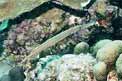 Pesce trombetta (Aulostomus maculatus)