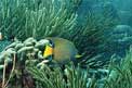 Pesce angelo regina (Holacanthus ciliaris)