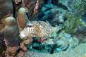 Pesce scatola (Lactophrys bicaudalis)
