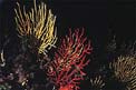 Gorgonia rossa (Paramuricea clavata)