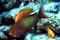 Castagnola  tropicale (Pseudanthias squamipinnis)