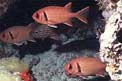 Pesce soldato (Myripristis kuntee)