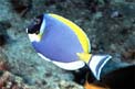 Pesce chirurgo (Acanthurus leucosternon)