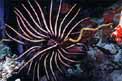Crinoide (Oxycomanthus bennetti)