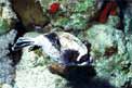 Pesce palla mascherato (Arothron diadematus)
