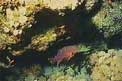 Cernia coda mezzaluna (Variola louti)
