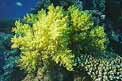 Alcionario (Lithophytum arboreum)