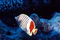 Pesce farfalla coda rossa (Chaetodon paucifasciatus)