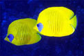 Pesce farfalla semimascherato (Chaetodon semilarvatus)