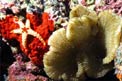 Stella marina (Fromia monilis)