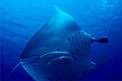 Manta (Manta birostris)