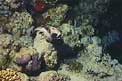 Pesce palla mascherato (Arothron diadematus)